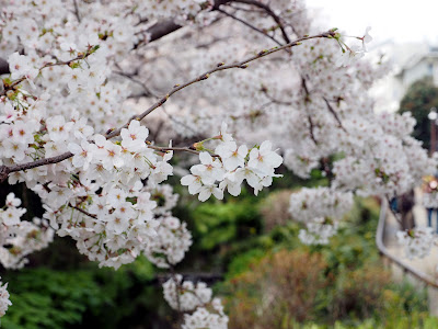Meguro River Green Belt 사진 3