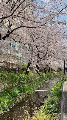 Meguro River Green Belt 사진 2