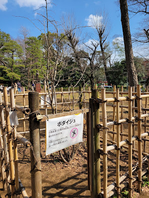 150th Anniversary of Japan-Germany Relations: European Bodhi Tree 사진 2