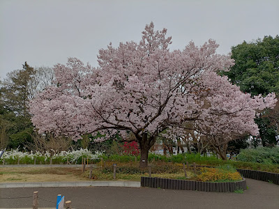 Athletic Park 사진 3