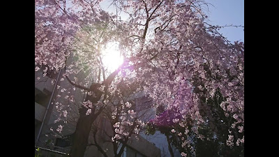 타마가와죠스이다이니 공원 사진 2