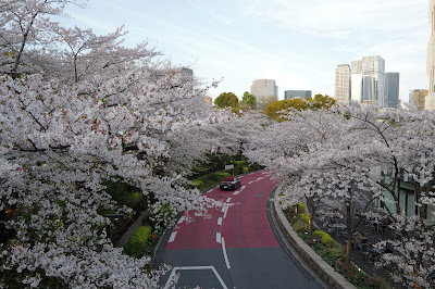 Arc Bridge of Tokyo Midtown Blossom 사진 2