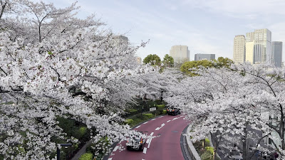 Arc Bridge of Tokyo Midtown Blossom 사진 4