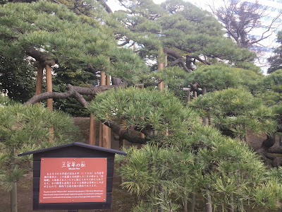 300년 소나무 사진 3