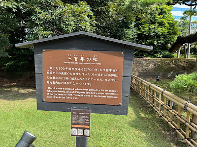 300년 소나무 사진 4