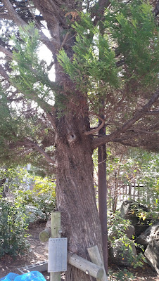 誕生記念植樹 사진 4