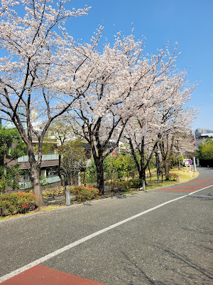 赤坂サカスの桜 사진 2