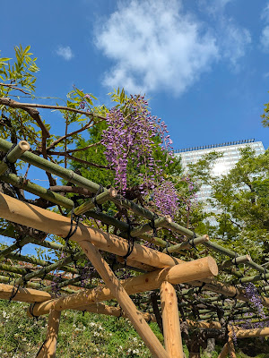 Wisteria at Hie Shrine 사진 5