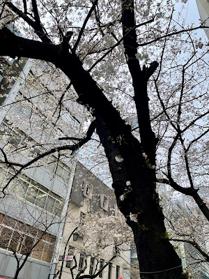 Sakura Dori 사진 5