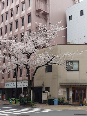 Cherry trees at Kayabacho 사진 3