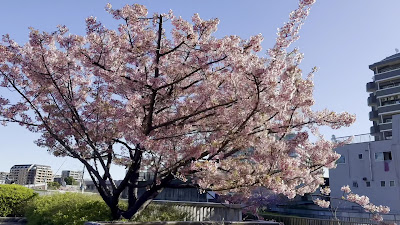Oyokogawa Promenade Kawazu Sakura 사진 2