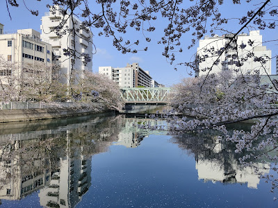 Oyokogawa Promenade Kawazu Sakura 사진 3