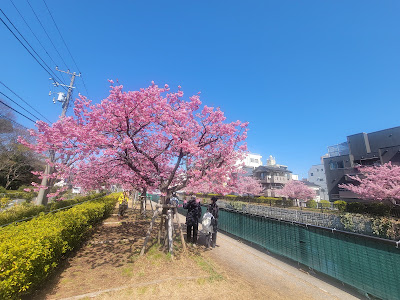 Oyokogawa Promenade Kawazu Sakura 사진 4