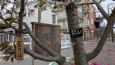 駿河台匂桜 사진 2