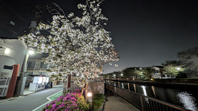 駿河台匂桜 사진 4