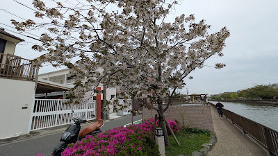 駿河台匂桜 사진 3