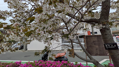 駿河台匂桜 사진 5