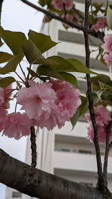 普賢象桜 사진 3