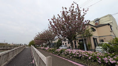 普賢象桜 사진 2