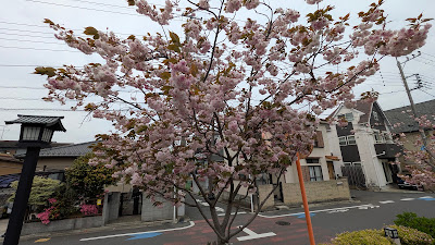 普賢象桜 사진 4