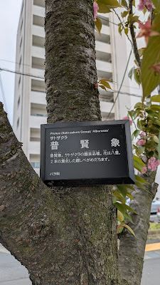 普賢象桜 사진 5