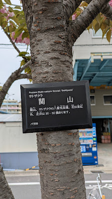 関山桜(カンザンザクラ) 사진 4