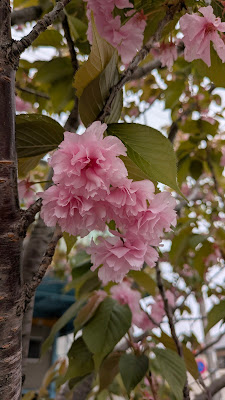 関山桜(カンザンザクラ) 사진 2