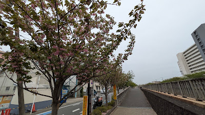 関山桜(カンザンザクラ) 사진 3