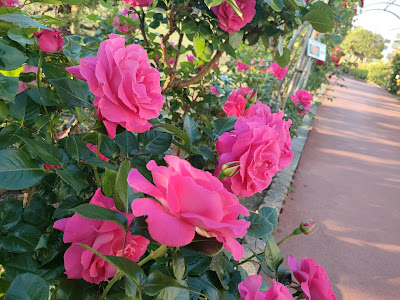 Minami Gyotoku Park 사진 5