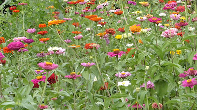 三鷹市 花と緑の広場 사진 2