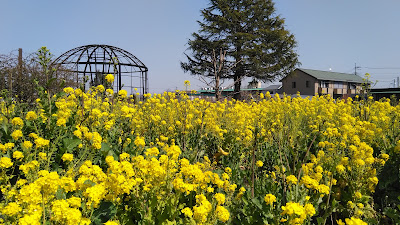 三鷹市 花と緑の広場 사진 5