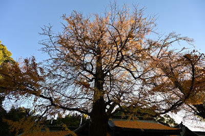 男銀杏(大宮八幡宮) 사진 3