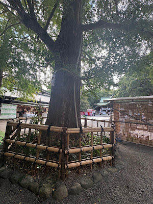 男銀杏(大宮八幡宮) 사진 2