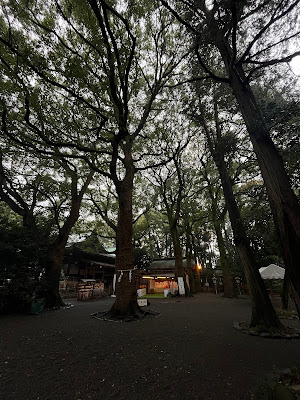男銀杏(大宮八幡宮) 사진 5