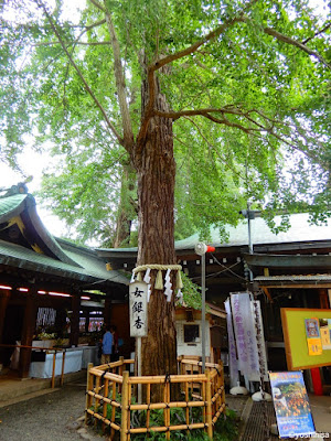 女銀杏（大宮八幡宮） 사진 2