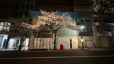 Yaesu Sakura Street (Sakura Dori) 사진 3