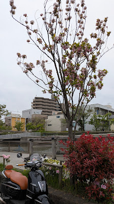 天の川桜 사진 3