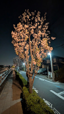 天の川桜 사진 2