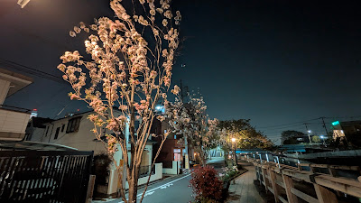 天の川桜 사진 4