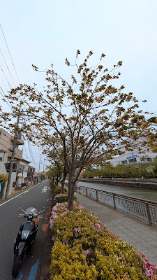 御衣黄桜 사진 3