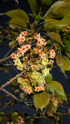 御衣黄桜 사진 2