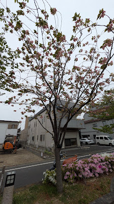 鬱金桜(ウコンザクラ) 사진 2