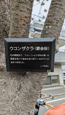 鬱金桜(ウコンザクラ) 사진 3