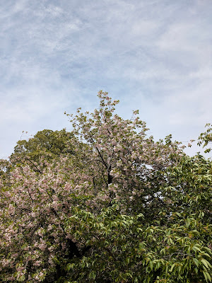 Sakura Tree 사진 2