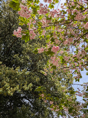 Sakura Tree 사진 4