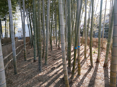 Chikurin 사진 2