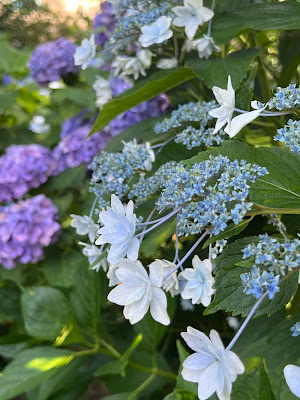 Hydrangea Path in Zenpukuji River Flower Garden 사진 4