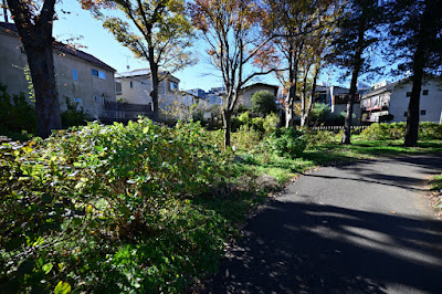 Hydrangea Path in Zenpukuji River Flower Garden 사진 3