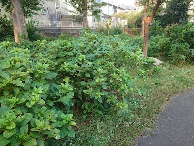 Hydrangea Path in Zenpukuji River Flower Garden 사진 2
