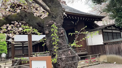 ソメイヨシノの標本木(東京) 사진 2
